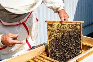Winged bee slowly flies to beekeeper collect nectar on private apiary