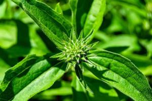 Fine wild growing flower aster false sunflower on background meadow photo