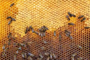 Abstract hexagon structure is honeycomb from bee hive filled photo