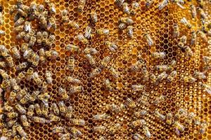 Abstract hexagon structure is honeycomb from bee hive filled photo