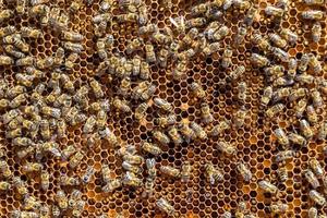 La estructura hexagonal abstracta es un panal de abejas lleno de colmena foto