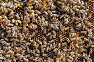 Abstract hexagon structure is honeycomb from bee hive filled photo