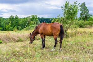 Hermoso semental de caballo marrón salvaje en la pradera de flores de verano foto