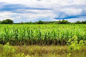 fotografía sobre el tema gran campo de cultivo de maíz para la cosecha orgánica foto