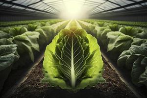 Fresh organic romaine lettuce growing in vegetable plots, created with generative AI photo