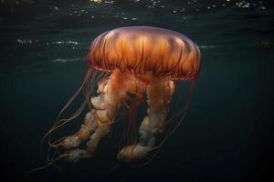 Jellyfish swimming in the ocean, created with generative AI photo