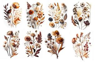 Dry flowers on white background, created with generative AI photo