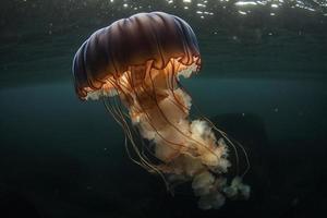 Jellyfish swimming in the ocean, created with generative AI photo