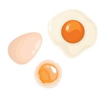 Chicken eggs, whole and broken egg vector