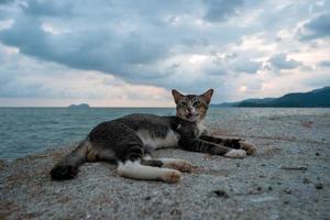 A cat rest at rock photo