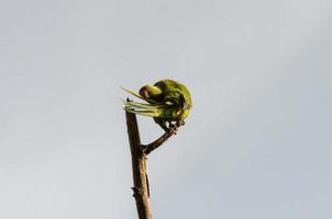 verde pájaro jugar a árbol foto