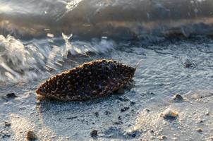 Durian waster throw at sea photo