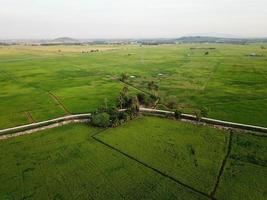 Aerial green paddy field at Malaysia photo