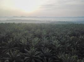 Oil palm plantation photo