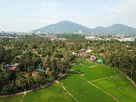 arrozal campo cerca malayos pueblo foto