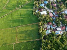 Aerial top down view green paddy field and trees in morning photo