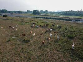 Group of cows grazing grass photo