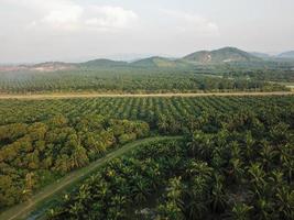 Aerial view a path in oil palm estate photo