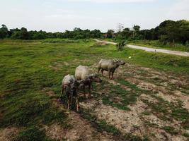 Three buffaloes stand together photo