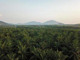 Aerial view oil palm leaves photo