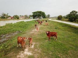 Cows in rural field photo