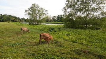 A cow feed milk to cattle photo