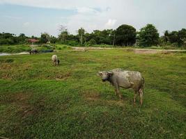 buffalo rest at field photo