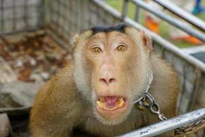 Monkey pet raised from local at Kelantan photo