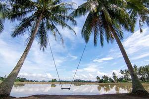 Swing in coconut farm photo