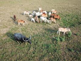 un búfalo en el grupo de vacas foto