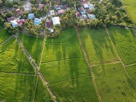 Drone view amazing green scenery at paddy field beside kampung house photo
