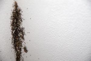 Ant infestation on a wall photo