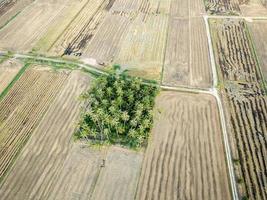 Coco arboles rodeado por arrozal campo foto