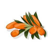 Sea buckthorn branches with orange berries and green leaves isolated on transparent background. vector