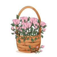 Beautiful composition from a basket with flowers on a transparent background. Full of beautiful fresh roses for special occasions. vector