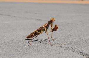 Mantis on the sidewalk photo