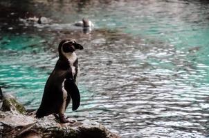 Penguins at the zoo photo