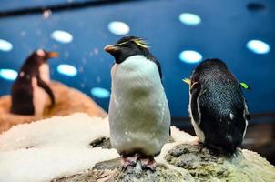 Penguins at the zoo photo