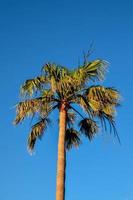 Tropical palm trees photo