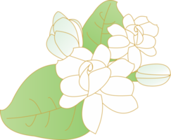 Jasmine flower mother's day icon PNG