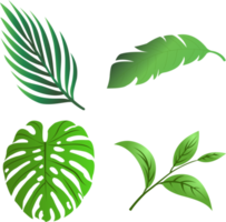 hoja árbol png