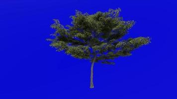 Tree animation loop - japanese maple, fullmoon maple, downy japanese maple - acer japonicum - green screen chroma key - v2 - large 1b - summer spring video