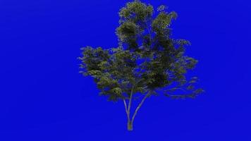 Tree animation loop - japanese maple, fullmoon maple, downy japanese maple - acer japonicum - green screen chroma key - v1 - large 1b - summer spring video