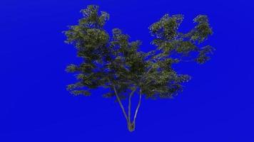 träd animering slinga - japansk lönn, fullmåne lönn, dunig japansk lönn - acer japonicum - grön skärm krom nyckel - v1 - stor 1a - sommar vår video