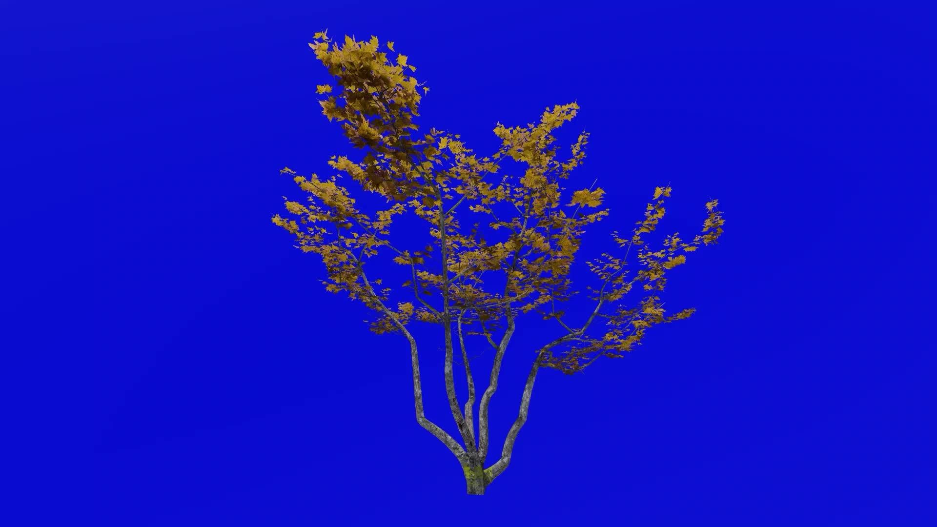 Tree animation loop mountain maple, dwarf maple, moose maple, white maple acer spicatum