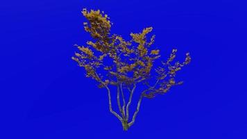 Tree animation loop - mountain maple, dwarf maple, moose maple, white maple - acer spicatum - green screen chroma key - small 1a - autumn fall video
