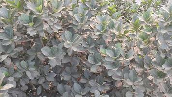 Sombrio verde folhas do a Jaca árvores balançou dentro a vento.jaca árvore folhas sopro dentro a vento. video