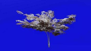 arbre animation boucle - Japonais érable, pleine lune érable, duveteux Japonais érable - Acer japonicum - vert écran chrominance clé - v2 - petit 1c - l'automne tomber video