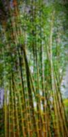 Abstract nature background from bamboo trees in nature photo