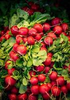 Group of Radishes photo